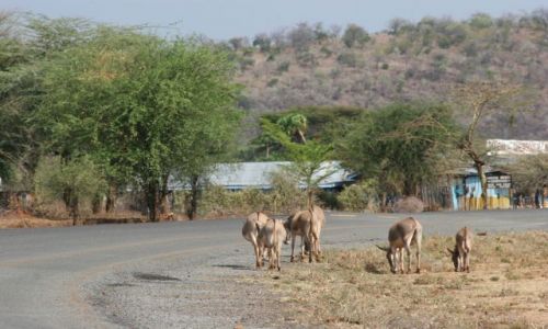 Zdjęcie TANZANIA / brak / Ngorongoro krater / wschód słońca