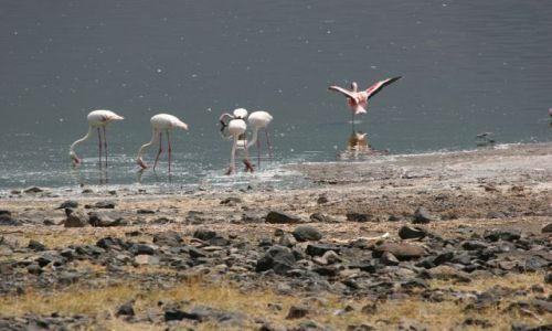 Zdjęcie TANZANIA / brak / Ngorongoro krater / jestem ładny?