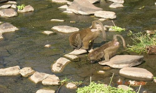 TANZANIA / brak / P.N. Jezioro Manyara / afrykaskie portrety 3