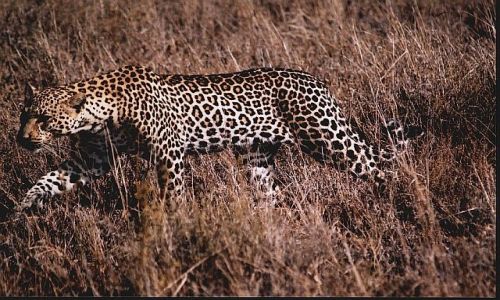 TANZANIA / brak / P.N. Serengeti / afrykaskie portrety 5