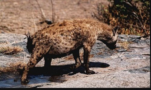 TANZANIA / brak / P.N. Serengeti / afrykaskie portrety 7