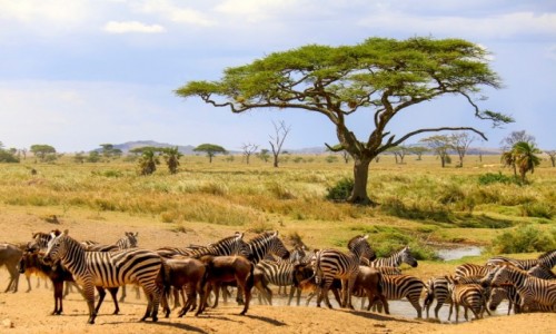 Zdjecie TANZANIA / - / Serengeti / Spotkanie przy wodopoju