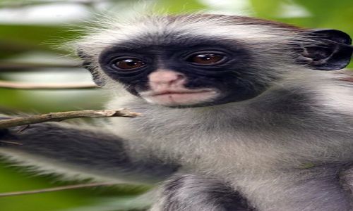 Zdjecie TANZANIA / brak / Zanzibar / małpka czerwona z Zanzibaru