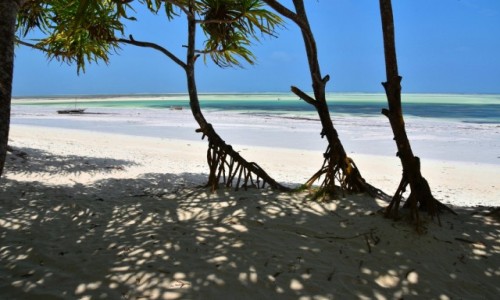 Zdjecie TANZANIA / Zanzibar / wschodnie wybrzee / Namorzyny