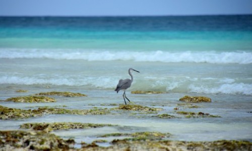 Zdjecie TANZANIA / Zanzibar / wybrzee wschodnie / Czapla rafowa (?)