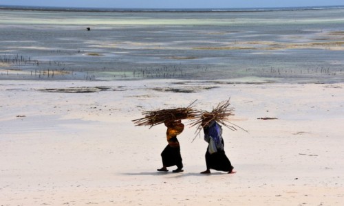 Zdjecie TANZANIA / Zanzibar / wschodnie wybrzee / Zbieraczki chrustu (na zim?)