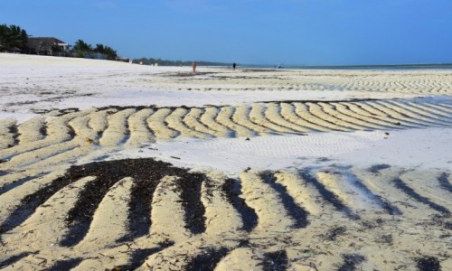 Zdjecie TANZANIA / Zanzibar / wybrzee wschodnie / Odpyno