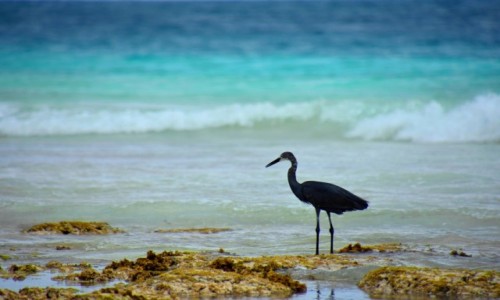 Zdjecie TANZANIA / Zanzibar / wschodnie wybrzee / czarna czapla