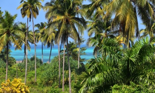 Zdjecie TANZANIA / Zanzibar / wybrzee wschodnie / Nad brzegami oceanu