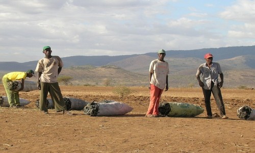 Zdjecie TANZANIA / okolice Arushy / gdzie na trasie / sprzedawcy wgla