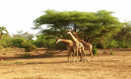 Zdjcie TANZANIA / P.N. Jezioro Manyarra / j.w. / zaloty