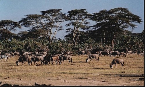 Zdjcie TANZANIA / P.N. Jezioro Manyarra / j.w. / roslinoercy