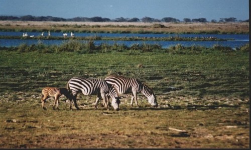 Zdjcie TANZANIA / P.N. Jezioro Manyarra / j.w. / jezioro Manyara