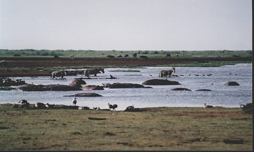 Zdjecie TANZANIA / P.N. Jezioro Manyarra / j.w. / jezioro Manyara