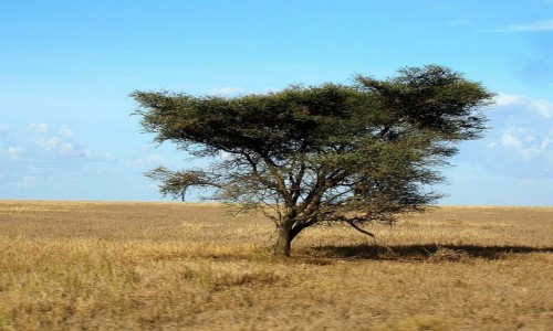 Zdjęcie TANZANIA / P.N. Serengeti / j.w. / bezkresna równina