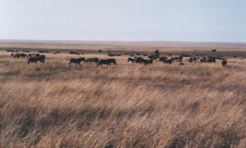 Zdjęcie TANZANIA / P.N. Serengeti / j.w. / bezkresna równina