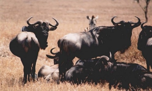 Zdjęcie TANZANIA / P.N. Serengeti / j.w. / antylopy Gnu