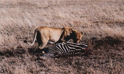 Zdjecie TANZANIA / P.N. Serengeti / j.w. / niadanie