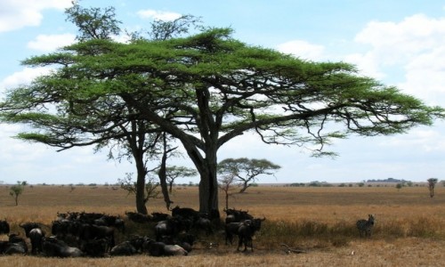 Zdjęcie TANZANIA / P.N. Serengeti / j.w. / w samo południe