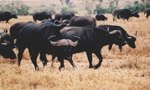 Zdjęcie TANZANIA / P.N. Serengeti / j.w. / bawoły afrykańskie