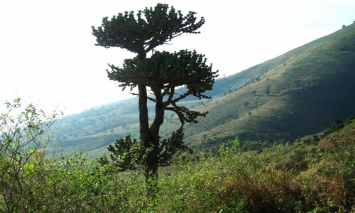 Zdjęcie TANZANIA / Ngorongoro / j.w. / obrazki z kaldery