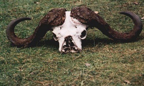 Zdjęcie TANZANIA / Ngorongoro / j.w. / obrazki z kaldery