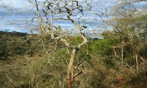 Zdjcie TANZANIA / obszar chroniony Ngorongoro / j.w. / tazaska dungla