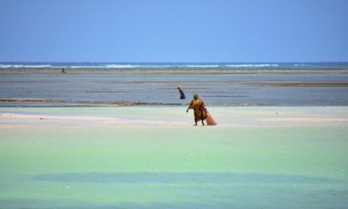 Zdjecie TANZANIA / Zanzibar / wybrzee wschodnie / W czasie odpywu