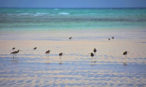 Zdjecie TANZANIA / Zanzibar / wybrzee wschodnie / Siewkowate