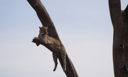 Zdjecie TANZANIA / Serengeti / Serengeti / Wypoczynek