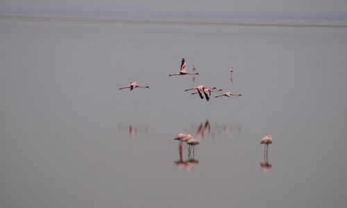 Zdjęcie TANZANIA / Lake Manyara / Lake Manyara / Flamingi