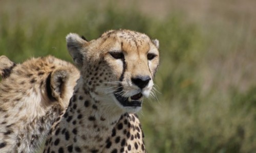 Zdjecie TANZANIA / Serengeti / Serengeti / Jestem pikna