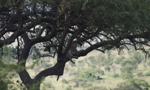 Zdjecie TANZANIA / Serengeti / Serengeti / Lampart z obiadkiem