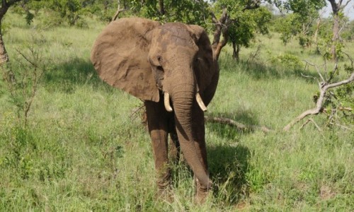 Zdjecie TANZANIA / Tarangire / Tarangire / Bo klapnite uszko mam