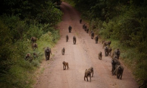 Zdjęcie TANZANIA / Tarangire / Tarangire / Planeta małp?