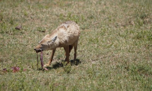 Zdjecie TANZANIA / Serengeti / Serengeti / Posiek szakala