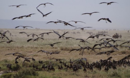 Zdjecie TANZANIA / Serengeti / Serengeti / Ptaki Hitchcocka