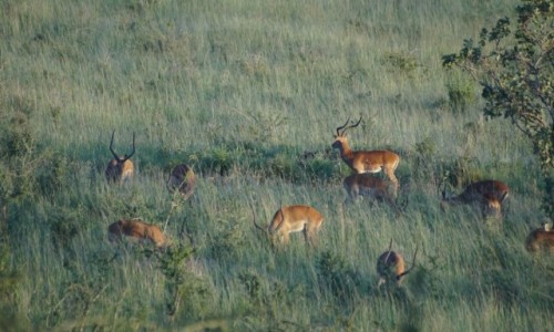 Zdjecie TANZANIA / Serengeti / Serengeti / Jelenie na rykowisku?