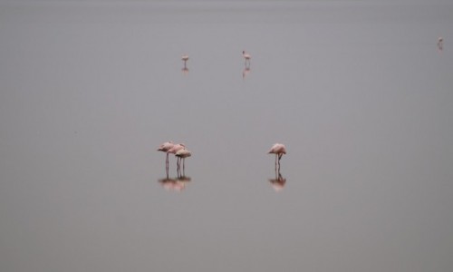 Zdjęcie TANZANIA / Lake Manyara / Lake Manyara / Flamingi