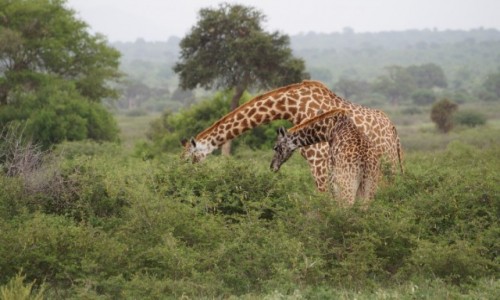 Zdjęcie TANZANIA / Tarangire / Tarangire / Za nisko te krzaczki