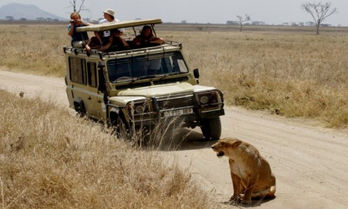 Zdjecie TANZANIA / Pnoc od Serengeti / Krater Ngorongoro / Droga w Ngorongoro