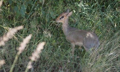 Zdjecie TANZANIA / Ngorongoro / Ngorongoro / Dikdik