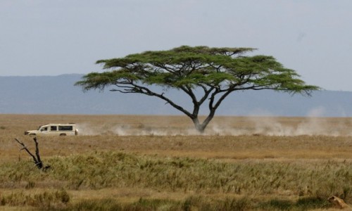 Zdjecie TANZANIA / Serengeti / Gdzie na Serengeti / Znajdziesz lwic na tym zdjciu?