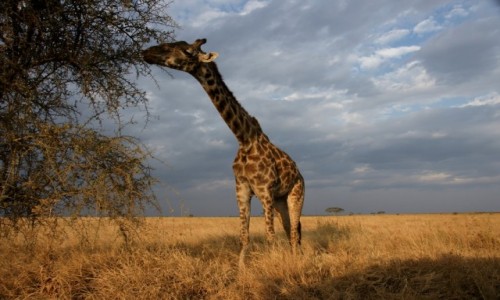 Zdjecie TANZANIA / Serengeti / Gdzie na Serengeti / Akacja