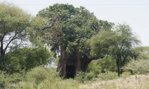 Zdjęcie TANZANIA / Tarangire / Tarangire / Baobab Stasia i Nel