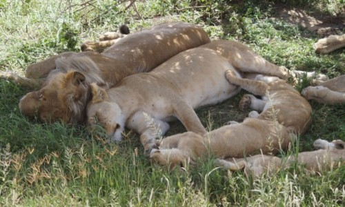 Zdjecie TANZANIA / Serengeti / Serengeti / W samo poudnie