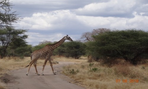 Zdjęcie TANZANIA / Tarangiri / Tarangiri / W krainie Baobabów