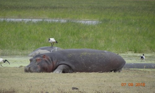 Zdjecie TANZANIA / Ngorongoro / Ngorongoro  / hipo