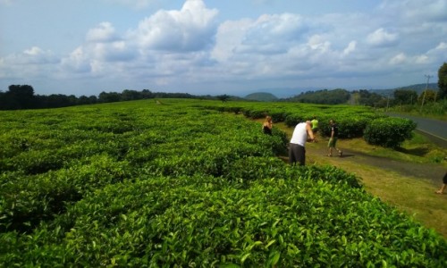 TANZANIA / - / afryka / plantacja herbaty