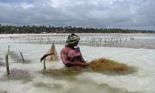 Zdjecie TANZANIA / Zanzibar / Plaa  / Zbir alg